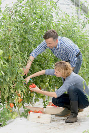 Couple of Farmer harvesting tomatoes in the greenhouse.の写真素材