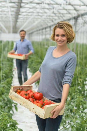 Harvest of tomatoes in a greenhouse and packaging in wooden cratesの写真素材
