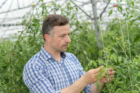 Farmer analyzes the growth of tomato stems in a greenhouseの写真素材