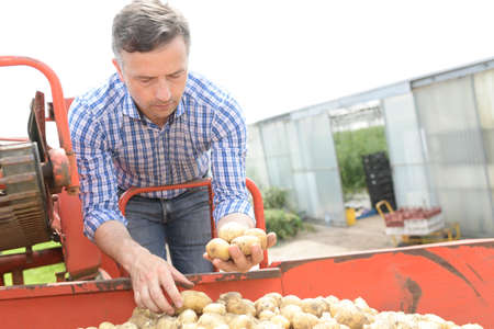 Farmer harvests his potatoesの写真素材