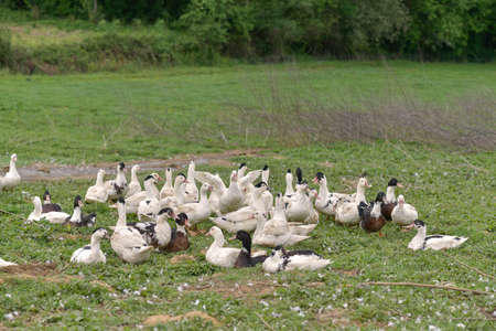 View of a free-living ducks breedingの写真素材