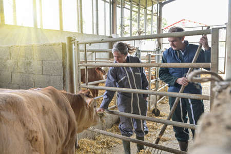 Farmer couple feeding cows and veals in the stablingの写真素材