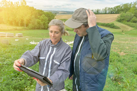 Agricultural breeders analyze the growth of their ducks on a digital tablet in the middle of the animalsの写真素材