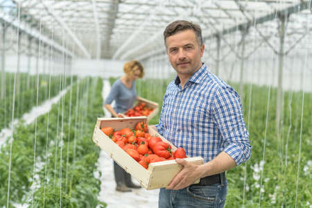 Harvest of tomatoes in a greenhouse and packaging in wooden cratesの写真素材