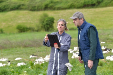 Agricultural breeders analyze the growth of their ducks on a digital tablet in the middle of the animalsの写真素材