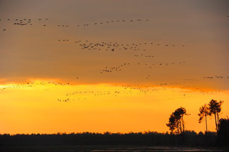 Sunrise on a fligh of common cranesの写真素材