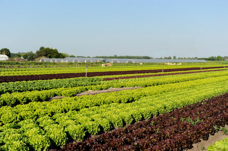 View on a salad production field and greenhouse in backの写真素材