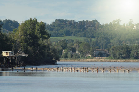 Unusual view of surfers, surfing on a tidal bore on a riverの写真素材