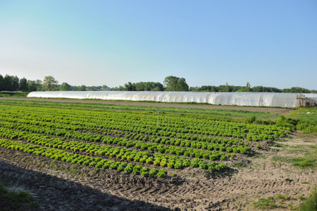 View on a salad production field and greenhouse in backの写真素材