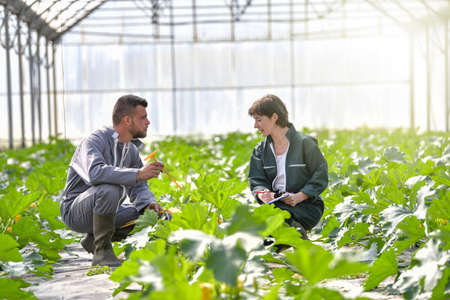 Farmer couple monitor the growth of their vegetables production under the agricultural green house before the harvestの写真素材