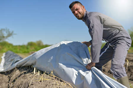 Male farm worker harvesting asparagus in the fieldの写真素材