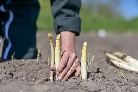 Farm workers harvest asparagus in the fieldの写真素材