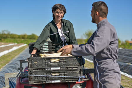 Farm workers harvest asparagus in the field with an agricultural quad bikeの写真素材
