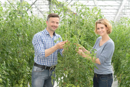 Farmer couple analyzes the growth of tomato stems in a greenhouseの写真素材