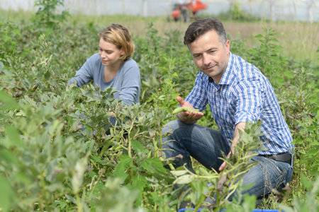 A couple of farmer harvests his broad beansの写真素材