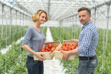 Harvest of tomatoes in a greenhouse and packaging in wooden cratesの写真素材