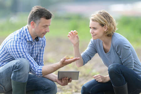Couple of agronomist analyzes the potatoes harvesting data next to the tractor in a fieldの写真素材