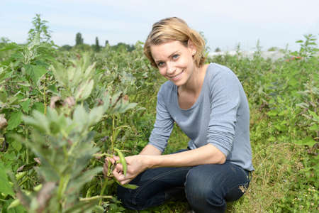 Female farmer checks the quality of his broad beans.の写真素材