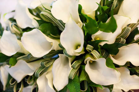 beautiful bunch of white calla lilies of the spouseの写真素材
