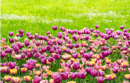 Spring background with tulips purpleの写真素材