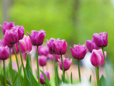 Spring background with tulips purpleの写真素材