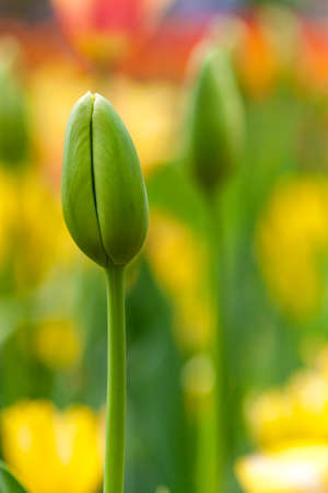 Spring background with tulips colorful