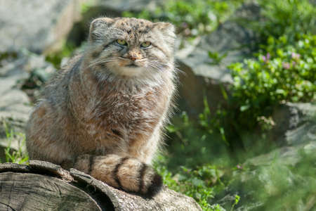 manul or pallas catの写真素材