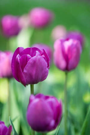 Spring background with tulips colorfulの写真素材