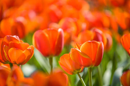 Spring background with tulips colorfulの写真素材