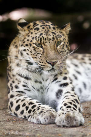 amur leopard or Panthera pardus orientalisの写真素材