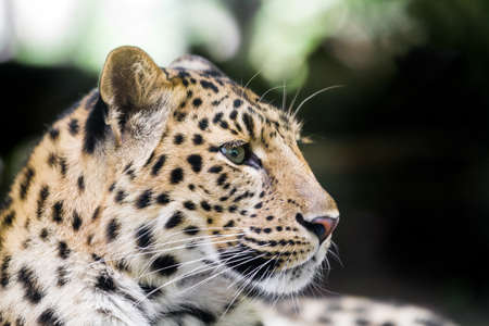 amur leopard or Panthera pardus orientalisの写真素材