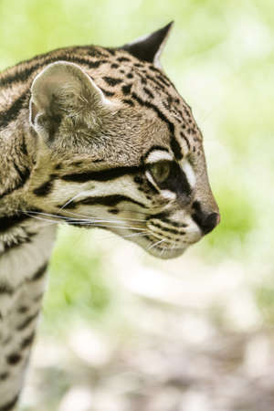 Ocelot or Leopardus pardalisの写真素材