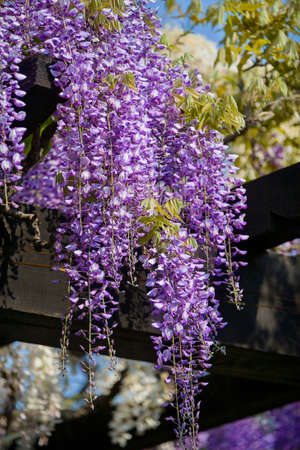pergola with  Wisteriaの写真素材