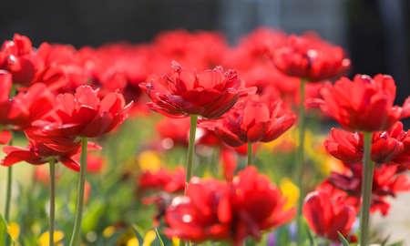 field of red tulips