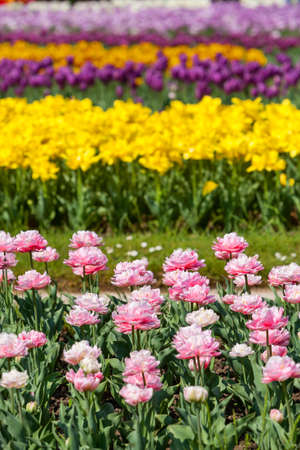 field of multicolor tulipsの写真素材