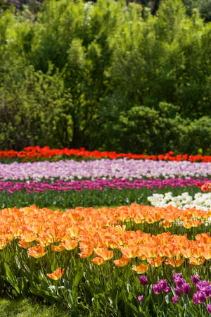 field of multicolor tulipsの写真素材