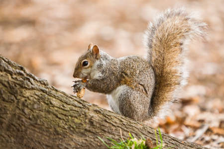 Eating grey squirrel