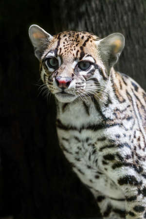 ocelot, leopardus pardalisの写真素材