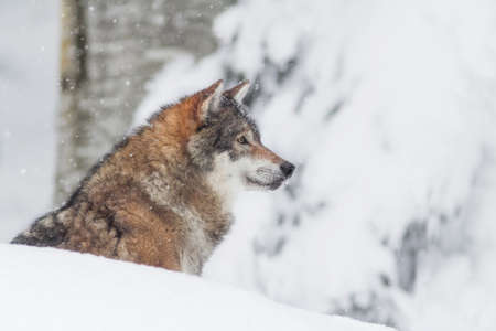 Portrait of an European grey wolf (Canis lupus lupus)の写真素材