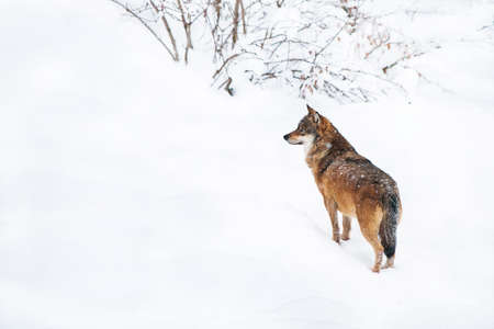 Portrait of an European grey wolf (Canis lupus lupus)の写真素材