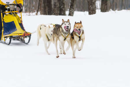 Sled husky dog race in winter on snowの写真素材