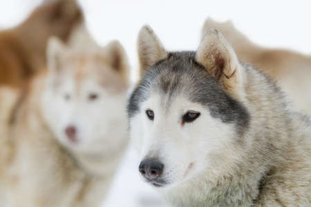 Young siberian Husky on white snow background