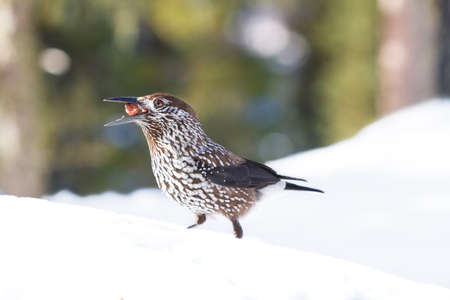 Nutcracker (Nucifraga caryocatactes)の写真素材