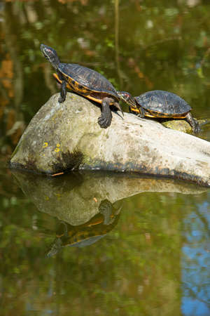Red Eared Terrapin