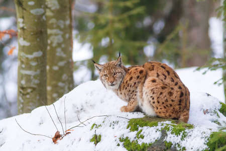bobcat or lynx portraitの写真素材