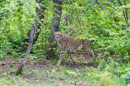 beautiful cheetah (Acinonyx jubatus)の写真素材