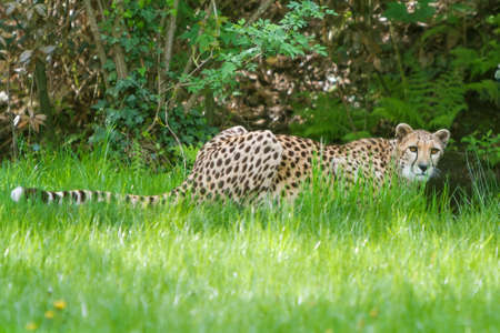 beautiful cheetah (Acinonyx jubatus)の写真素材
