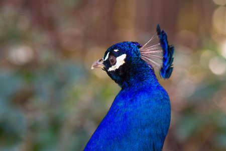 Portrait of male blue peacockの写真素材