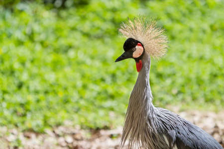 Grey crowned crane East African Crowned in the savannah of Kenya,