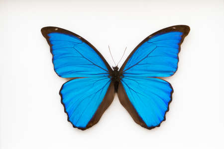 Beautiful blue and black butterfly, morpho